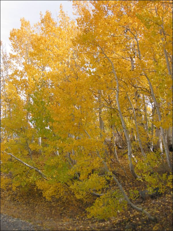 2005-10-01 Dunderberg (01)  more Birch trees
